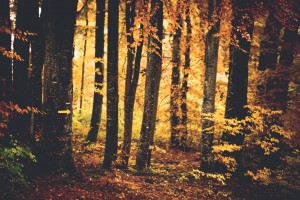 cvce_novembre2012_samuel-03